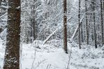 Лес в окрестностях Белого озера.