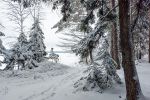 Лес на берегу Белого озера.