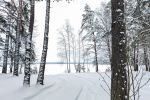 Лес на берегу Белого озера.